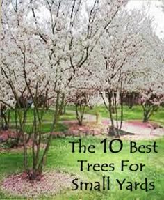 a tree with lots of pink flowers in the middle of a grassy area next to a street sign