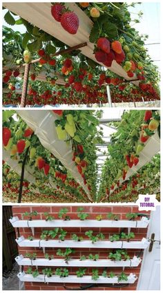 some strawberries growing on the side of a building