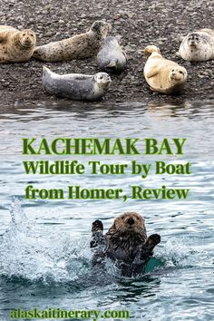 some sea lions swimming in the water with text reading kachemak bay wildlife tour by boat from homer, review