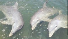 three dolphins are swimming in the water together