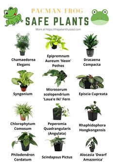 a poster with different types of plants and their names