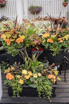 several potted plants are sitting on the porch