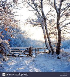 the sun shines through the trees and snow covered ground in front of a wooden fence