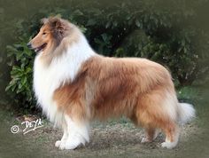 a brown and white dog standing on top of a grass covered field next to bushes