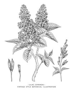 an illustration of lila flowers and leaves