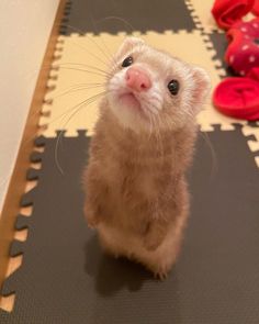 a small ferret sitting on top of a mat