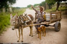 a man riding on the back of a horse drawn carriage next to a brown dog