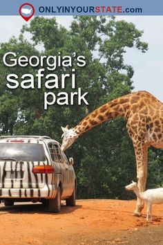 a giraffe standing next to a car on a dirt road