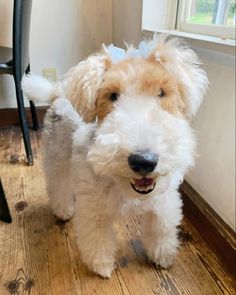 a small white dog standing on top of a wooden floor