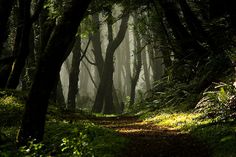 a path in the middle of a forest with lots of trees