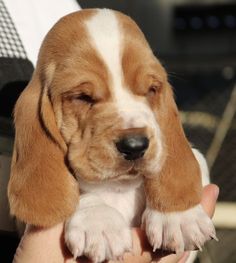 a puppy is being held in the palm of its owner's hand while they are looking at something