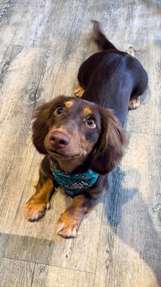 a brown and black dog sitting on top of a wooden floor