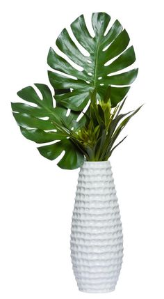 a plant in a white vase on a white background with long green leafy stems