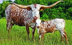 an adult and baby steer standing in the grass