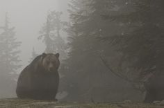 a brown bear sitting on top of a grass covered field next to trees in the fog