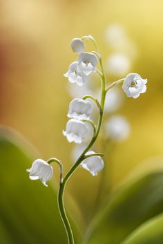 small white flowers with green leaves in the backgrounnd and blurry background