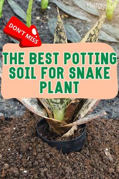 Soil for Snake Plant Best Potting Soil For Snake Plant, Soil For Snake Plant, Dracaena Trifasciata, Plant Types, Garden Soil, Snake Plant