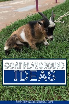 a goat laying in the grass with text overlay that says goat playground ideas