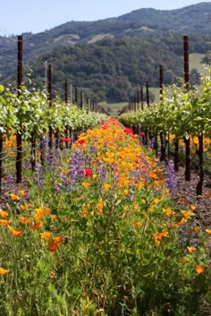 an outdoor garden with flowers and vines in the foreground, mountains in the background