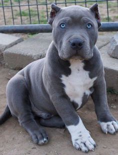 a blue nose pitbull puppy sitting on the ground