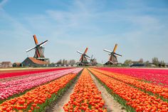 three windmills stand in the middle of a field of tulips and other flowers