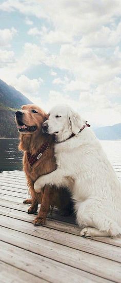 two dogs are sitting on a dock near the water and one is hugging another dog