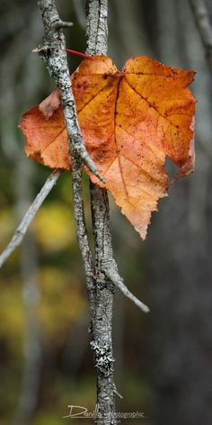 an orange leaf on a tree branch in the woods