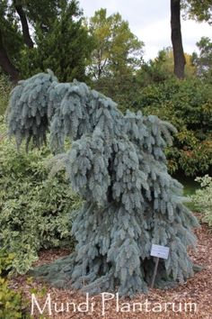 a large blue tree sitting in the middle of a garden