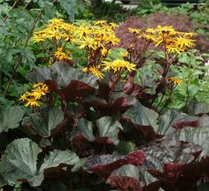 some yellow and red flowers are in the middle of green plants with purple leaves on them