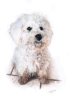 a white dog sitting on top of a tile floor