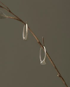 two silver hoop earrings hanging from a twig