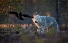 a wolf and a bird are in the woods near each other, one is flying towards the camera