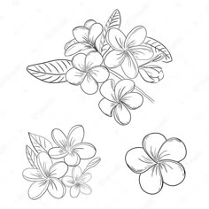 four flowers with leaves in black and white on a white background stock photo royalty illustration