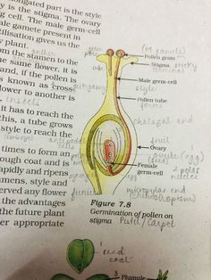 an open book with diagrams on the inside of it, and some plants growing out of it