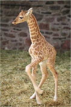 a baby giraffe standing on top of dry grass next to a brick wall