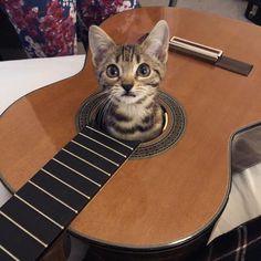 a cat sitting on top of a guitar with its head stuck in the back of it