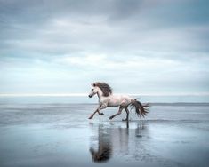 a white horse running across a wet beach