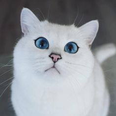 a white cat with blue eyes looking at the camera