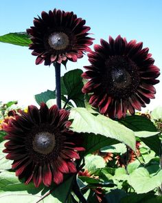 two large sunflowers with green leaves and blue sky in the backround