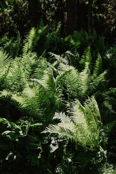 Lush ferns basking in dappled sunlight in a dense forest setting. Kangaroo Fern, Unique Garden Ideas, Ostrich Ferns, Elegant Plants, Fern Planters, Garden Design Inspiration, Evergreen Ferns