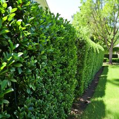 a hedge that is next to a house