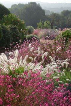 pink and white flowers in the middle of a garden