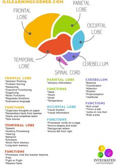 the brain is labeled in different colors