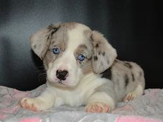 a puppy with blue eyes is laying on a pink and gray blanket looking at the camera