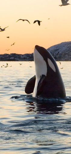 an orca whale in the water with seagulls flying above it at sunset