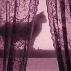 a cat sitting on top of a window sill in front of a sheer curtain