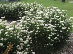 white flowers growing in the middle of a garden