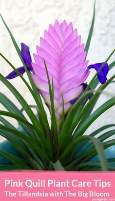 the pink flower is blooming out of the potted plant