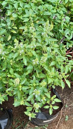 a plant with green leaves and white flowers growing out of it's ground next to a pair of black shoes