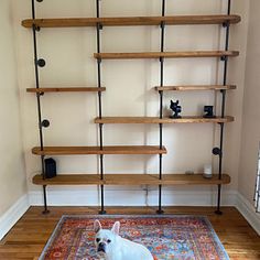 a small white dog sitting on top of a rug in front of a bookshelf